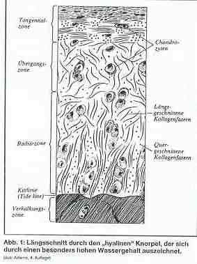 wpe1.jpg (19228 Byte)